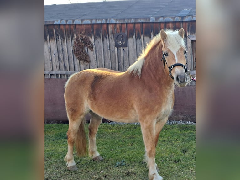 Haflinger Jument 8 Ans 142 cm Alezan in Feldbach