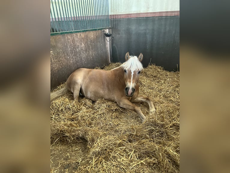 Haflinger Jument 8 Ans 142 cm  in Franzensdorf