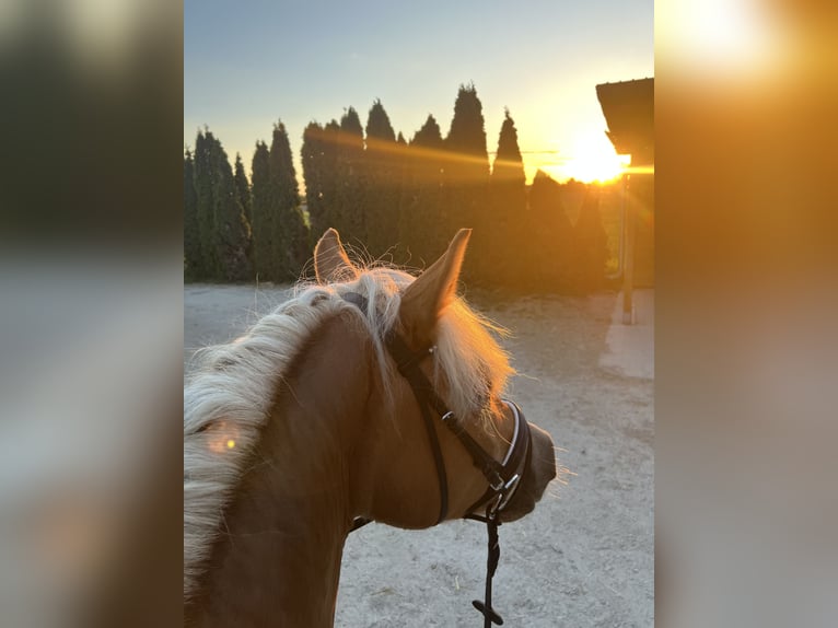 Haflinger Jument 8 Ans 142 cm  in Franzensdorf