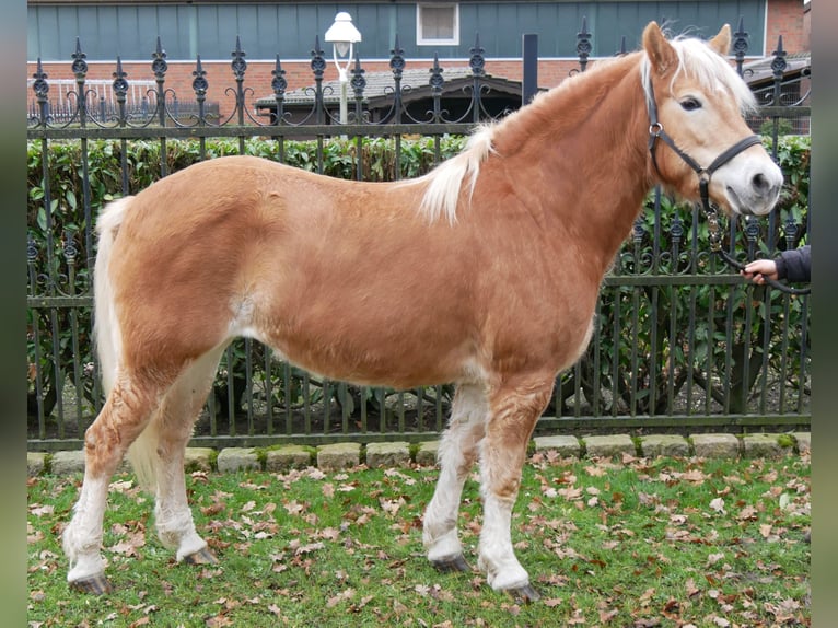 Haflinger Jument 8 Ans 142 cm in Dorsten