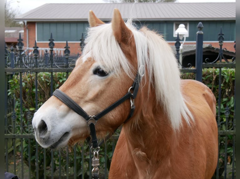 Haflinger Jument 8 Ans 142 cm in Dorsten