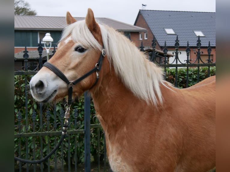 Haflinger Jument 8 Ans 142 cm in Dorsten