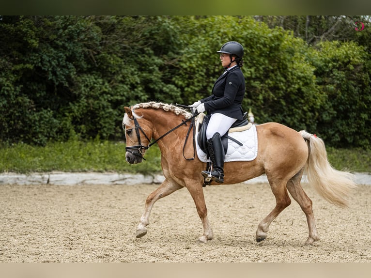 Haflinger Jument 8 Ans 145 cm  in Franzensdorf