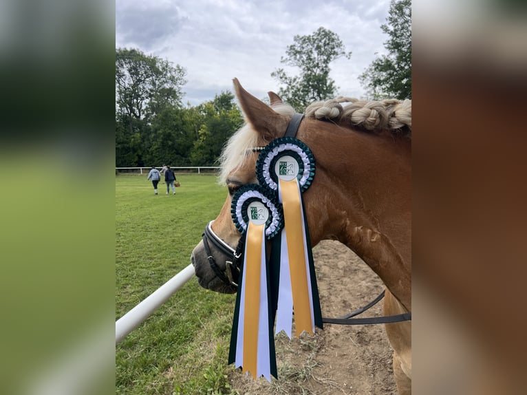 Haflinger Jument 8 Ans 145 cm  in Franzensdorf