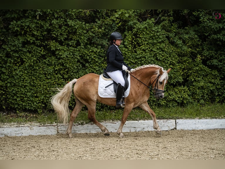 Haflinger Jument 8 Ans 145 cm  in Franzensdorf