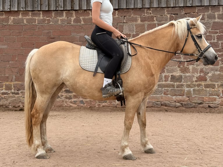 Haflinger Jument 8 Ans 145 cm  in Amorbach