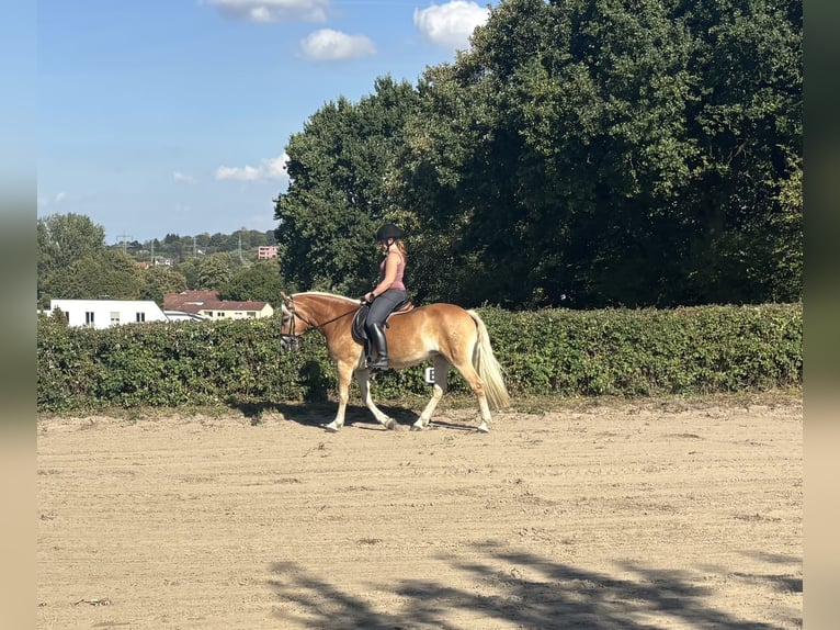 Haflinger Jument 8 Ans 146 cm Alezan in Dortmund