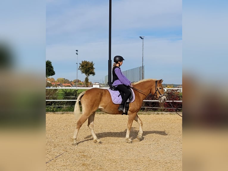 Haflinger Jument 8 Ans 146 cm Alezan in Kienberg