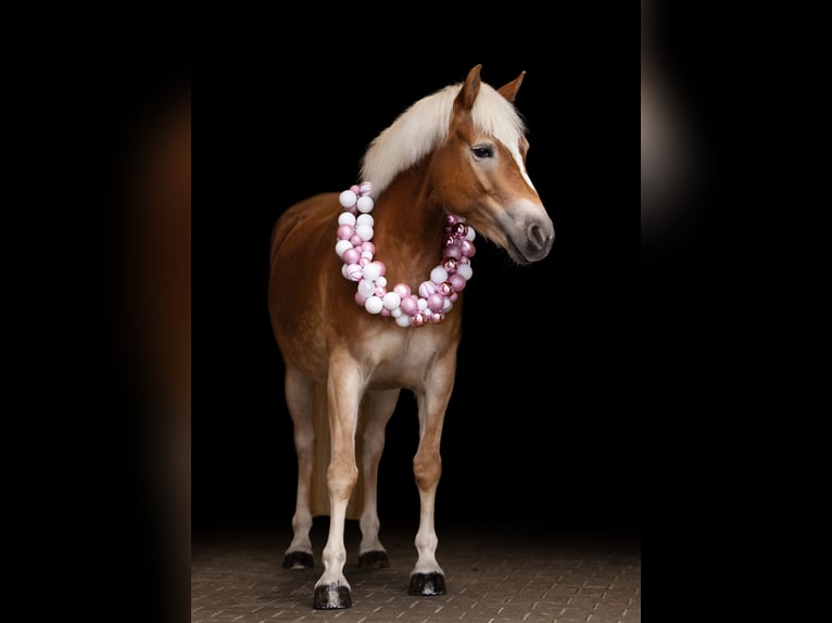 Haflinger Jument 8 Ans 147 cm Alezan in Bühl