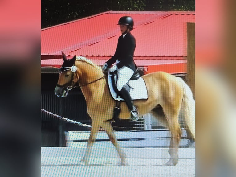 Haflinger Jument 8 Ans 147 cm Palomino in Höchstädt im Fichtelgebirge