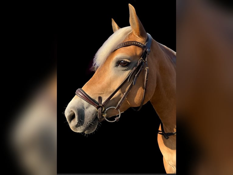 Haflinger Jument 8 Ans 148 cm Alezan in Voerde