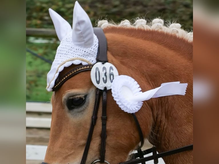 Haflinger Jument 8 Ans 148 cm Alezan in Voerde