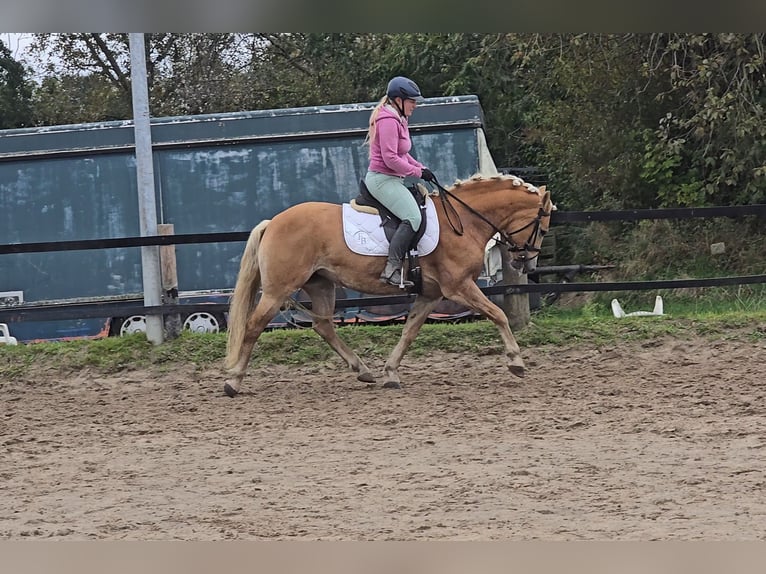 Haflinger Jument 8 Ans 148 cm Alezan in Mülheim an der Ruhr