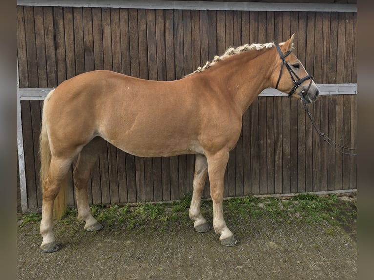 Haflinger Jument 8 Ans 148 cm Alezan in Mülheim an der Ruhr