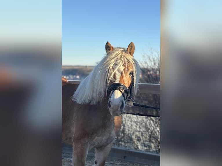 Haflinger Jument 8 Ans 148 cm Alezan in Iggingen