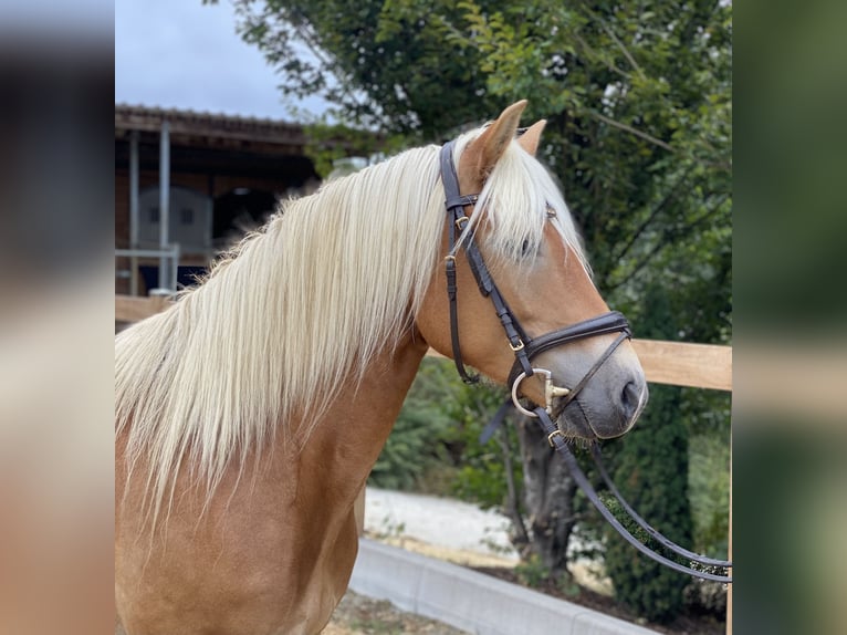 Haflinger Jument 8 Ans 148 cm Alezan in Iggingen