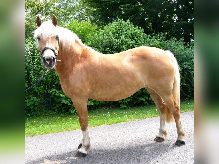 Haflinger Jument 8 Ans 148 cm  in Dorsten