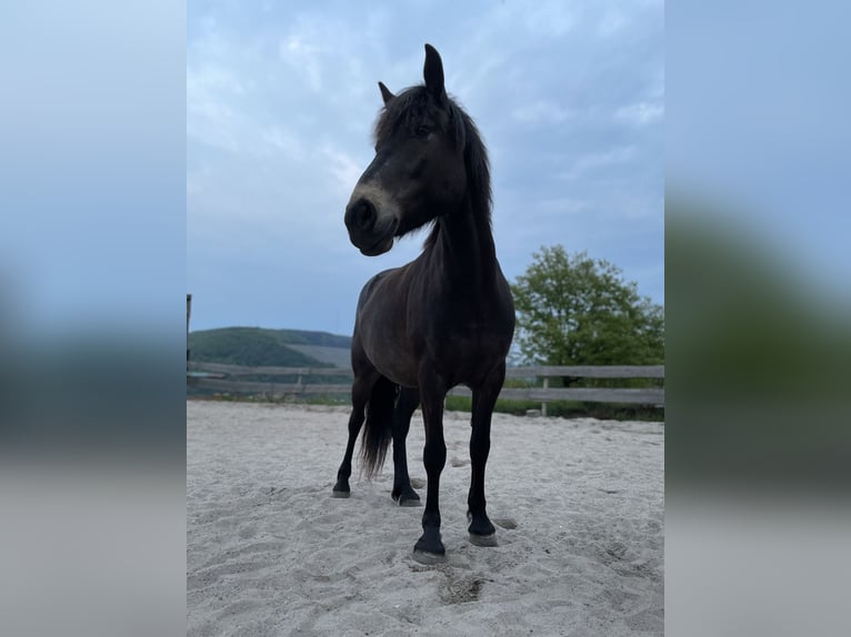 Haflinger Croisé Jument 8 Ans 148 cm Bai brun in KanzemAyl