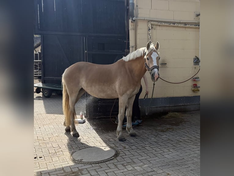 Haflinger Jument 8 Ans 148 cm  in Herborn