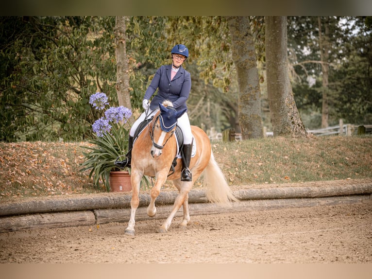 Haflinger Jument 8 Ans 148 cm Isabelle in Herne