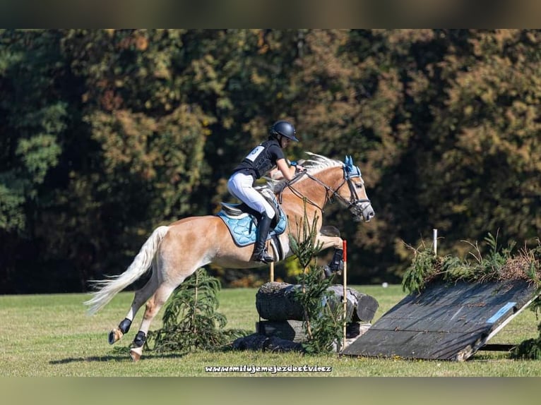 Haflinger Jument 8 Ans 148 cm Palomino in Brno