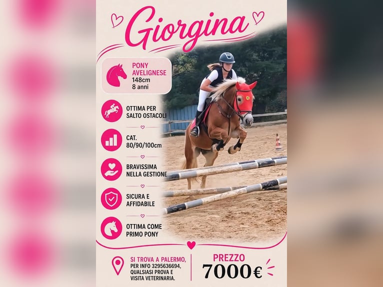 Haflinger Jument 8 Ans 149 cm Champagne in Palermo
