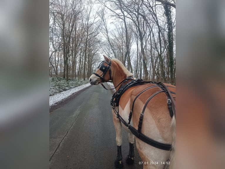 Haflinger Jument 8 Ans 150 cm Alezan in Langenberg