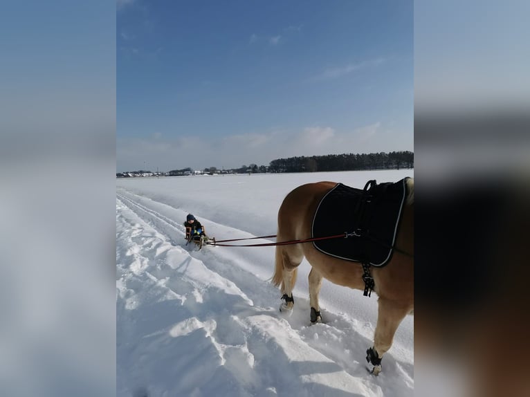 Haflinger Jument 8 Ans 150 cm Alezan in Langenberg