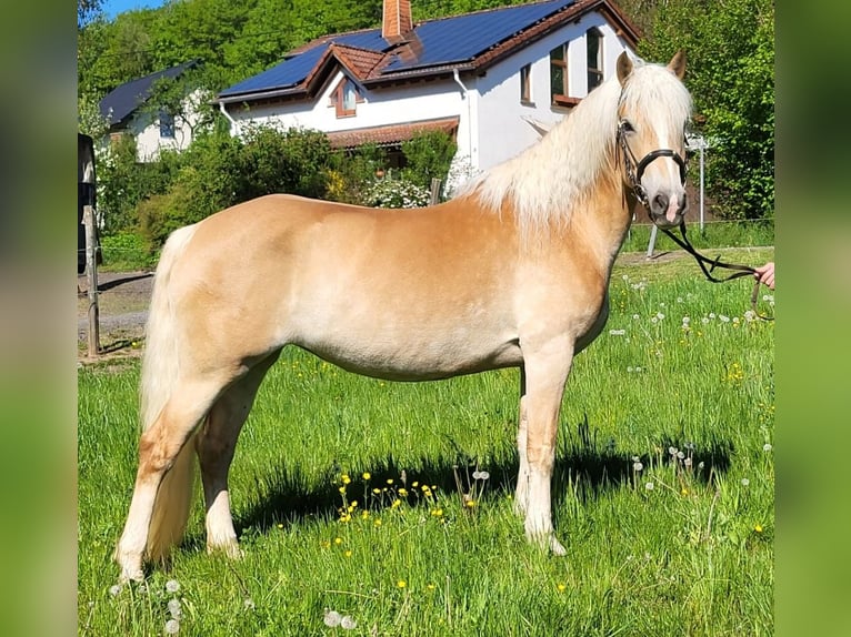Haflinger Jument 8 Ans 150 cm Alezan in Brücken