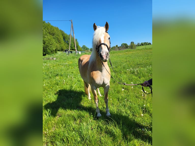 Haflinger Jument 8 Ans 150 cm Alezan in Brücken