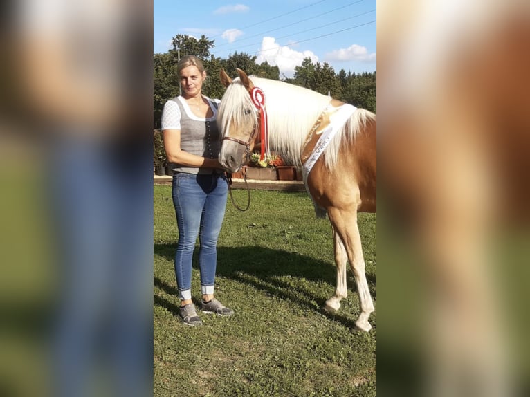 Haflinger Jument 8 Ans 150 cm Alezan in Söll