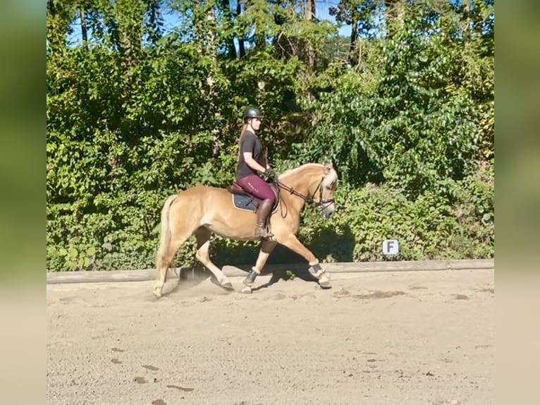 Haflinger Jument 8 Ans 152 cm Alezan in Pelmberg
