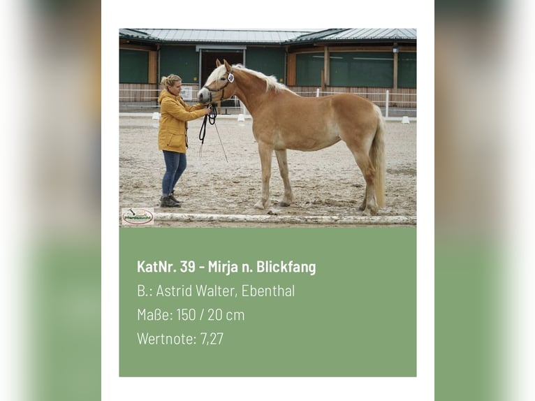 Haflinger Jument 8 Ans 152 cm Alezan in LinsendorfGrafenstein