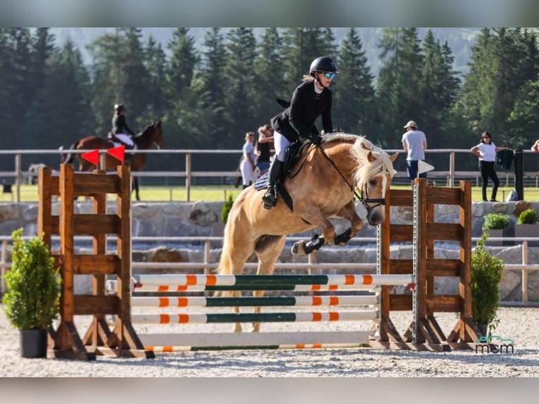 Haflinger Jument 8 Ans 152 cm Champagne in Schwoich