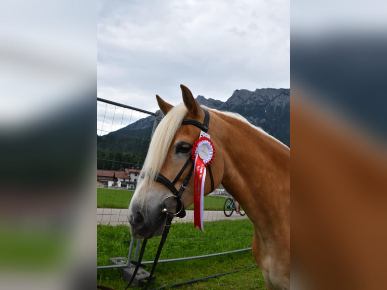 Haflinger Jument 8 Ans 153 cm Alezan in Groß Polzin
