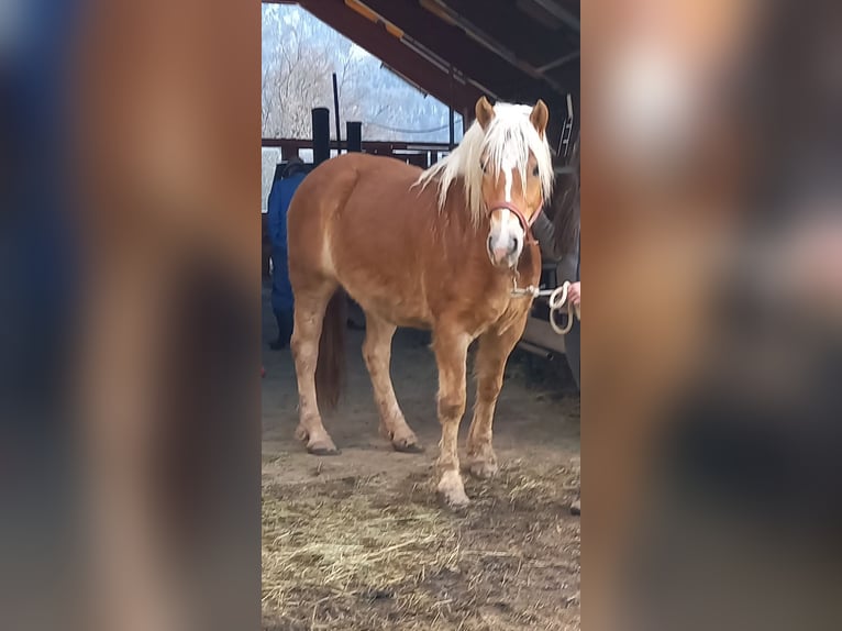 Haflinger Jument 8 Ans 153 cm Isabelle in Ferlach