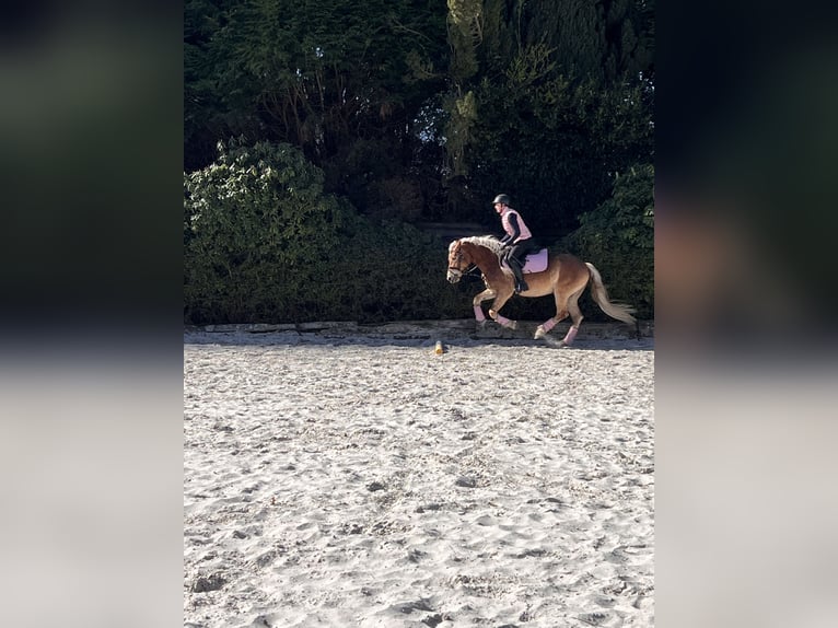 Haflinger Jument 8 Ans 155 cm Alezan in Spenge
