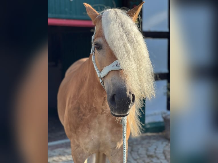 Haflinger Jument 8 Ans 155 cm Alezan in Melle
