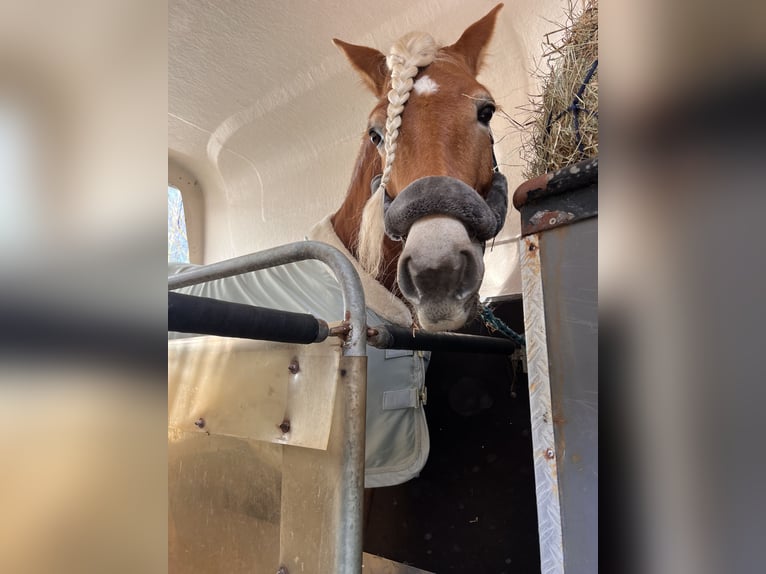 Haflinger Jument 8 Ans 155 cm Alezan in Spenge