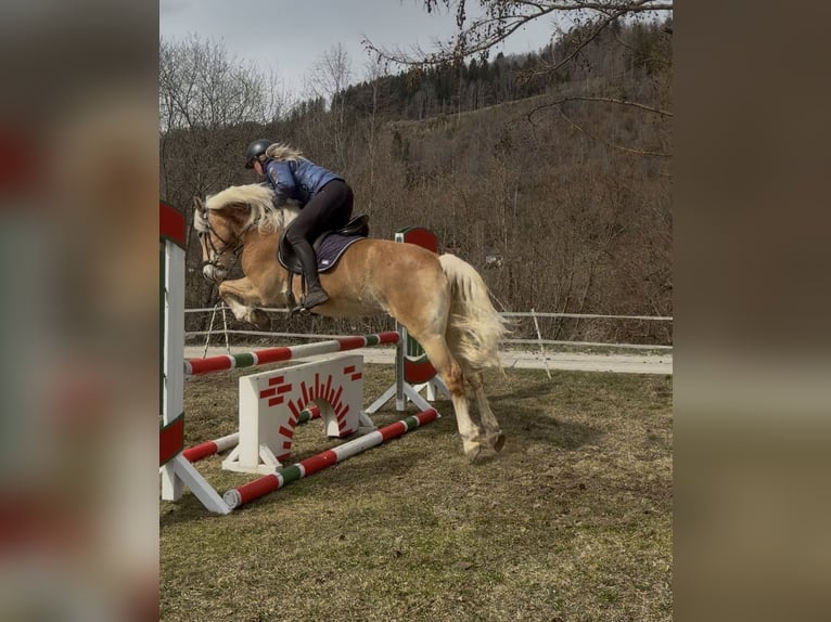Haflinger Jument 8 Ans 157 cm Alezan in Sankt Peter am Kammersberg