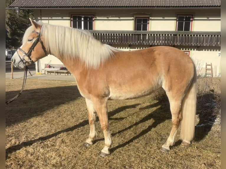 Haflinger Jument 8 Ans 157 cm Alezan in Sankt Peter am Kammersberg