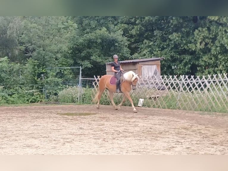 Haflinger Jument 8 Ans  in Attersee am Attersee