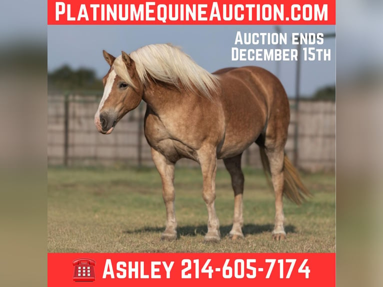 Haflinger Jument 9 Ans 142 cm Alezan brûlé in Weatherford TX