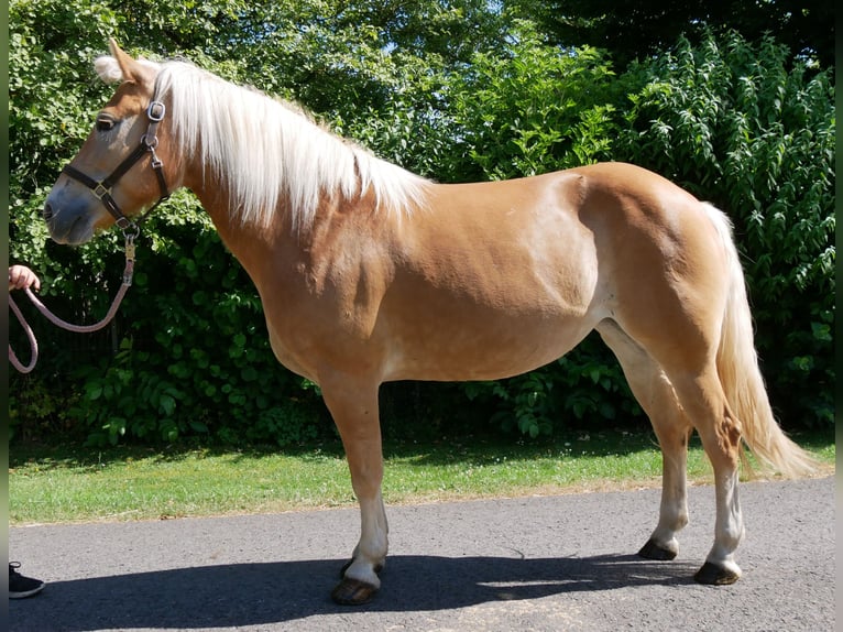 Haflinger Jument 9 Ans 144 cm Alezan in Dorsten