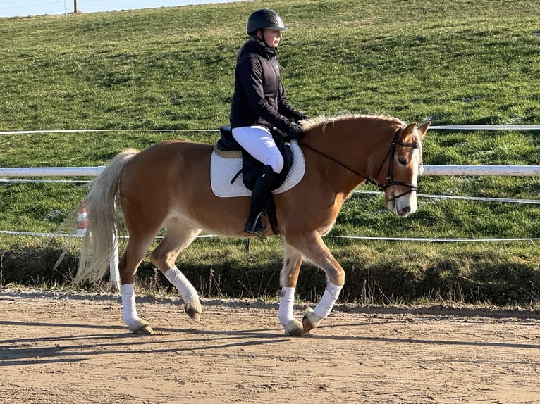 Haflinger Jument 9 Ans 144 cm Alezan in Ganschow