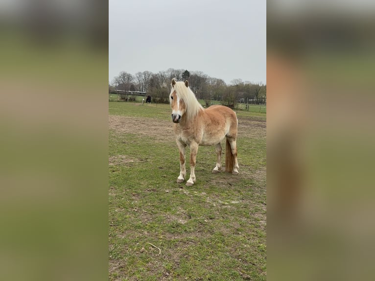 Haflinger Jument 9 Ans 145 cm  in Lübeck