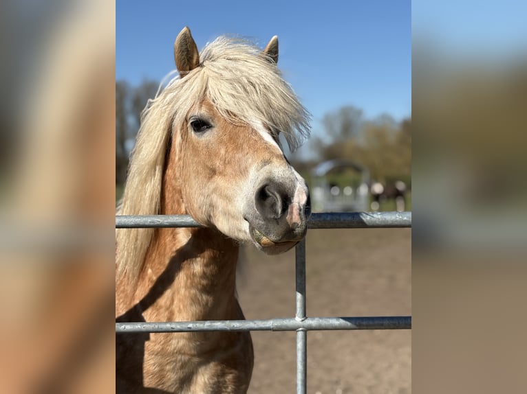 Haflinger Jument 9 Ans 145 cm  in Lübeck