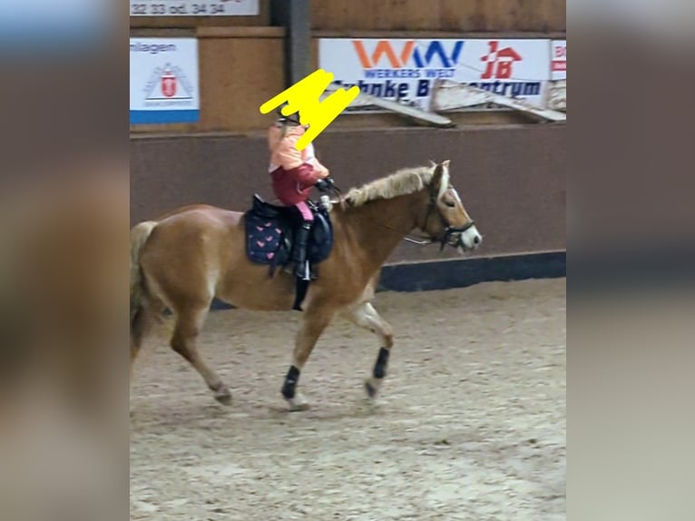 Haflinger Jument 9 Ans 145 cm Isabelle in Mühlen Eichsen