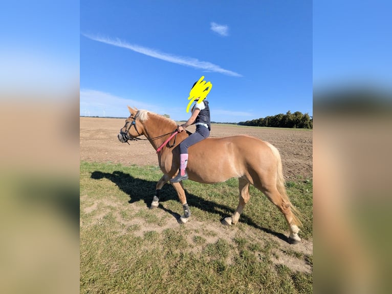 Haflinger Jument 9 Ans 145 cm Isabelle in Mühlen Eichsen