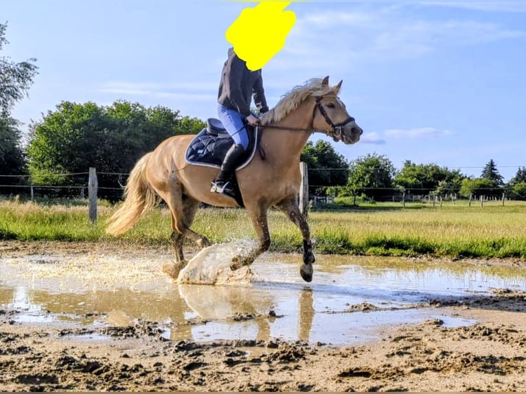 Haflinger Jument 9 Ans 145 cm Isabelle in Mühlen Eichsen